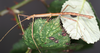 Agamemnon cornutus (Burmeister, 1838): copyright P.D. Brock. Agamemnon cornutus male, lateral view (culture stock, ex. Tortola Is. on bramble Rubus fruticosus). (Otu).