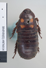 Panesthia angustipennis angustipennis (Illiger, 1801): Copyright NHM, London. Lectotype female nymph of synonym Panesthia quadrimaculata, dorsal view. (Otu).
