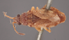 CollectionObject 1600172; ad601ef5-c967-4633-ad54-404fabb9e278: Rhyparochromus (Plociomerus) foedus LECTOTYPE (SMNH) - (CC BY-NC 3.0) - Photo by Gunvi Lindberg. (CollectionObject).