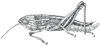 Pamphagodes riffensis Bolívar, 1878: Fig. 1 (after neoallotype). male habitus (pronotum 4.2 mm, hind femur 9.9 mm). (Otu).