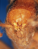 CollectionObject 1530794; 2f106251-bbd1-4c33-bc70-dae2d97ef865: male, abdominal apex. (CollectionObject).