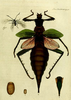 Heteropteryx Gray, 1835: from Parkinson 1798. Heteropteryx dilatata female (holotype) and egg. (Otu).