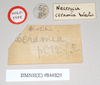 CollectionObject 1561936; NHMUK(SF IMPORT DUPLICATE) 844829, 4afbabcb-7aed-4b40-ba1b-a30ec7a4a80d: copyright Natural History Museum, London. male, data labels [round label reversed] (holotype). (CollectionObject).
