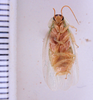 Panchlora bidentula Hebard, 1916: Photo by Heidi Hopkins. ventral habitus. (Otu).