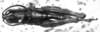 CollectionObject 1564378; c2aad372-89a4-4db6-b5fb-5563eea7324d: Image Carbonell, C.S. male, dorsal view (paralectotype). (CollectionObject).