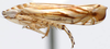 Habitus, lateral view: !! display not done !! on Scaphoidula Osborn, 1923: Scaphoidula dentata, lateral habitus (INHS). (Observation).