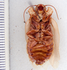 Schistopeltis peculiaris Rehn, 1916: Photo by Heidi Hopkins. ventral habitus. (Otu).