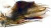Pygofer, lateral view: (Observation).;Pygofer, lateral view: (Observation).