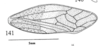 Forewing: !! display not done !! on Tumecauda magnifica (Strümpel, 1988): (Observation).