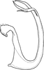 Aedeagus, lateral view on Eurhadina (Singhardina) univira Dworakowska, 2002: Aedeagus, lateral view. (Observation).