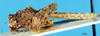 CollectionObject 1537527; 192803f8-ec38-404b-b253-919d1ff6bc50: male, lateral view (paratype). (CollectionObject).