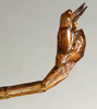 CollectionObject 1562165; NMW 1147, de120177-7f0b-495d-a7e1-ba5a6283c1e3: copyright NMW, Vienna. male: end of abdomen, lateral view of Tagesoidea nigrofasciata (lectotype). (CollectionObject).