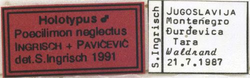 labels (holotype) [wrongly labelled as type of P. neglectus I.&P.; correct labels added to type in Aug. 2010]. Depicts CollectionObject 1506534; b1da3fa9-ad4a-476e-b7c9-9082acabf97d, a CollectionObject.