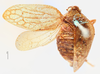 Habitus, dorsal view on Eucameruna granulosa Melichar, 1906: (Observation).