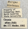 Other: !! display not done !! on Cerynia albata (Stål, 1854): (Observation).