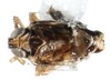 Habitus, dorsal view on Delphacodes kuscheli Fennah, 1955: (Observation).