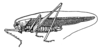 Kuzicus (Kuzicus) suzukii (Matsumura & Shiraki, 1908): Fig. 141 (reproduced with permission). male habitus (body length 13.3 -14.9 mm). (Otu).