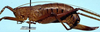 CollectionObject 1526014; 62097299-9dca-4ab3-a594-4683d8340e5c: female, lateral view (syntype). (CollectionObject).