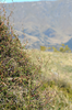 Niveaphasma annulatum (Hutton, 1898): copyright Paul D. Brock. habitat in Muehlenbeckia bush, Crown Range between Queenstown & Wanaka, 23 February 2015. (Otu).