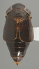 Habitus, dorsal view: !! display not done !! on Bobacella corvina (Horváth, 1903): Dorsal. (Observation).