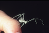 CollectionObject 1479254; 790ea6cc-0cd3-4827-ac81-cee3fd666c2a, cbt063s01: 1997. male early-instar nymph (body length 8 mm). (CollectionObject).