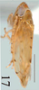 Head on Scaphoidella cornuta Dai & Dietrich, 2011: Head. (Observation).