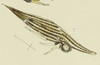 Habitus, lateral view: !! display not done !! on Polyglypta costata Burmeister, 1835: (Observation).