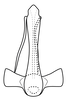 Aedeagus, posterior view on Pseudocostanana piraquarensis (Domahovski & Cavichioli, 2023): Male holotype [DZUP]: aedeagus, posterior view. (Observation).