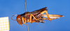CollectionObject 1539971; 72298e63-3818-4b07-b0c2-e1d172f0f955: male, lateral view (holotype). (CollectionObject).