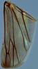 Hind wing on Discolopeus viraktamathi Stiller, 2019: Hind wing. (Observation).