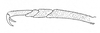 Ceuthophilus (Ceuthophilus) arizonensis Scudder, 1894: Fig. 830. male, caudal tarsus. (Otu).
