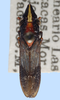 Habitus, dorsal view: !! display not done !! on Phera centrolineata (Signoret, 1855): female: Phera centrolineata, Mexico, Orizaba, BMNH. (Observation).