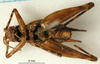 CollectionObject 1501048; 0e7b0ac5-1863-4136-8f12-7cb27de7147a, DORSA BG00037S01: male, ventral view (holotype). (CollectionObject).