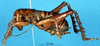 CollectionObject 1537524; 64a9f2d2-0379-4498-9026-7ba512cb75c4: male, lateral view (holotype). (CollectionObject).