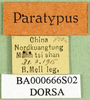 CollectionObject 1594833; a0d2ee86-4692-4b93-a90d-87213dbc139f: labels (paratype). (CollectionObject).