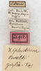labels. Depicts CollectionObject 1576646; NMW 21913, b83b098c-eda0-4bfb-a5ea-e0451161795d, a CollectionObject.