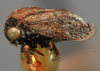 Habitus, lateral view on Brachycentrotus hirsutus (Metcalf & Bruner, 1925): (Observation).