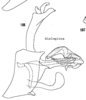 Pygofer, lateral view on Cixius dislogicus Kramer, 1981: (Observation).