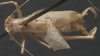 CollectionObject 1505716; 8dd08470-dbd0-4e29-83b3-34ad7a66a497: male, dorsal view (holotype). (CollectionObject).
