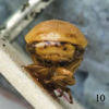Head: !! display not done !! on Micrutalis pallens Fowler, 1895: (Observation).