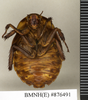 Apotrogia angolensis Kirby, 1900: Copyright Natural History Museum, London. Lectotype (female nymph) in BM(NH). Ventral view. (Otu).