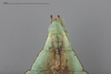 CollectionObject 1561254; a5830c31-8504-499b-89c5-6dd13dbca830: copyright ANIC (CSIRO), by B. Koopmans. male: end of abdomen, dorsal view (paratype). (CollectionObject).