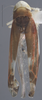 Habitus, dorsal view on Aguriahana paivana (Distant, 1918): Dorsal. (Observation).