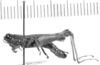Eucephalacris borellii (Giglio-Tos, 1897): male, lateral view (holotype of Bucephalacris boliviana). (Otu).