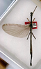 CollectionObject 1559097; 7673109e-dda9-44f7-8112-22b6f13d08ab: copyright ANSP. male (holotype). (CollectionObject).