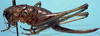 Eremopedes (Oreopedes) californica Rentz, 1972: female (allotype). (Otu).