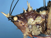 CollectionObject 1516864; 06733ec4-5fff-4cd7-9aff-2aeff3b1a3b7: male head and pronotum, lateral view (holotype). (CollectionObject).