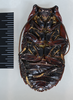 CollectionObject 1553295; 297b7729-ae3d-4c61-bdbf-0bb770453bac: Copyright the Natural History Museum, London. Adult male, ventral view. (CollectionObject).