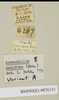 Ancaudellia hamifera (Hanitsch, 1930): Copyright Natural History Museum, London. Labels from non-type (adult female) in BM(NH). (Otu).