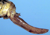 Rhinoteratura chaseni (Karny, 1926): female ovipositor (paratype). (Otu).